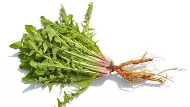 Racine de pissenlit dans NEOflorax