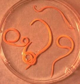 Parasites de l'homme ascaride