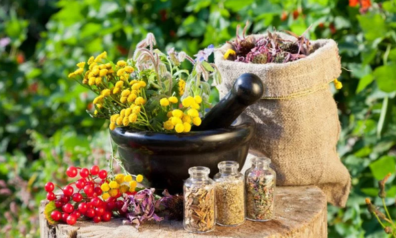 Herbes des helminthes