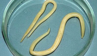 Comment passer correctement les tests pour ascariasis