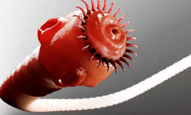 Quels parasites peuvent vivre dans le corps humain